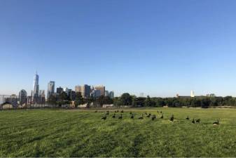 Geese hang out on Governors Island, Aug. 13, 2024.