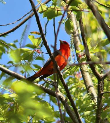 Scarlet tanger, North Woods, Central Park.