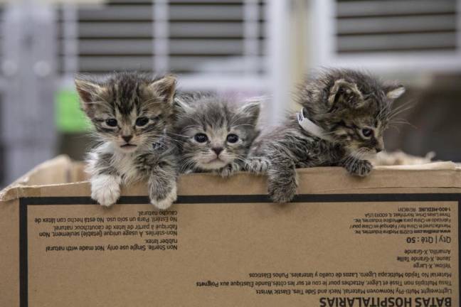 As the weather gets warmer, “kitten season” emerges as a surge of newborn kittens overrun NYC shelters, says ASPCA spokesperson.