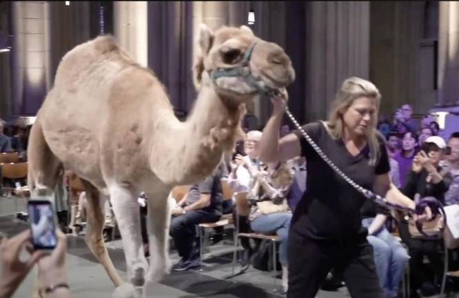 There’s a camel in the nave! October 6, 2024